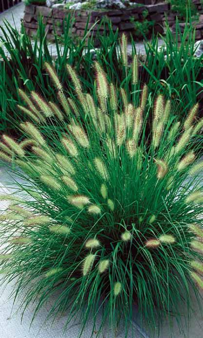 selloana Carex