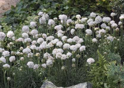 Arabis blepharophylla Rose