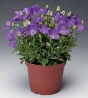 Blue Swinging Bells Campanula