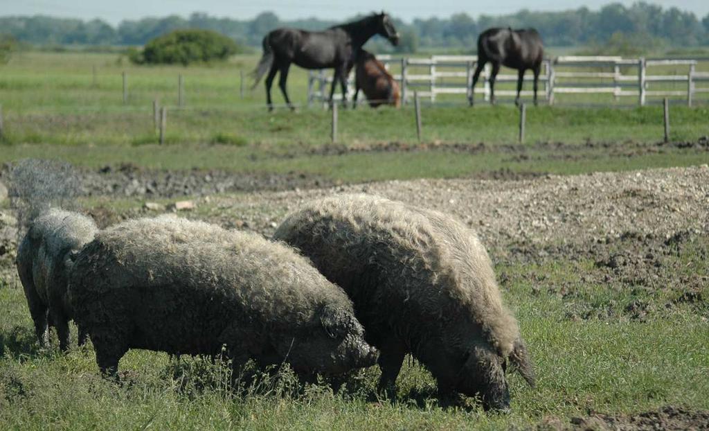 Mezőgazdasági Parcella Azonosító Rendszer (MEPAR) Integrált Igazgatási és