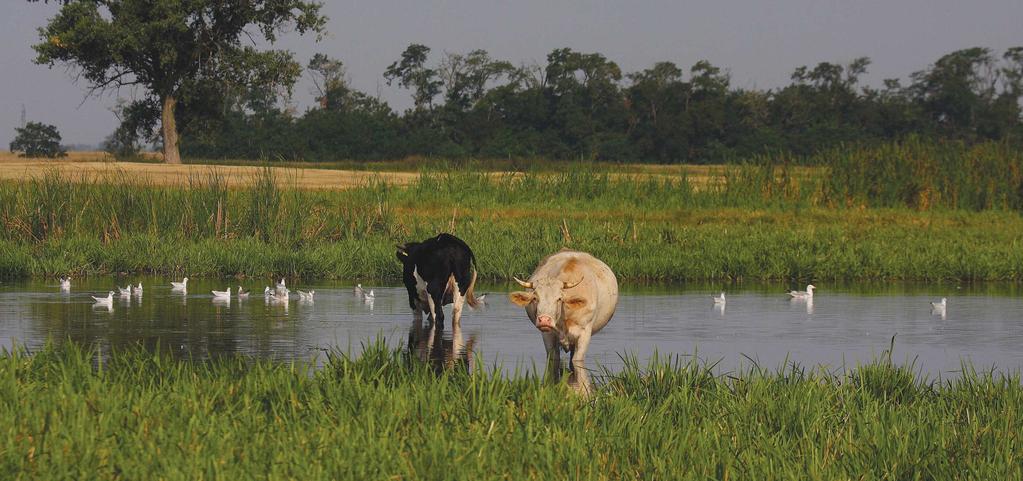 A természetkímélô gyepgazdálkodás Agrár-környezetgazdálkodási célprogramok (II.