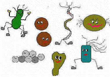 Növény nyersanyag romlását okozó mikroorganizmusok: Patogének Apatogén szaprofiták Sérülések, puha részek romlás Romlás megelőzés Lehetőleg száraz időben való szedés a sérült, esetleg