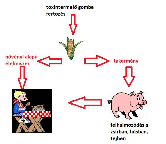 magas hőmérsékletre nem érzékenyek, a 100-200 C-on szárított gabona toxint még tartalmazhat!