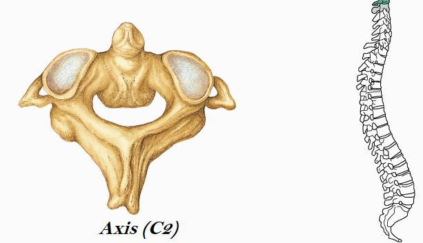 A csigolyákat elhelyezkedésük, és alakjuk alapján a következőképp csoportosíthatjuk: - nyaki csigolyák (vertebrae cervicales) - háti csigolyák (vertebrae thoracicae) - ágyéki csigolyák (vertebrae
