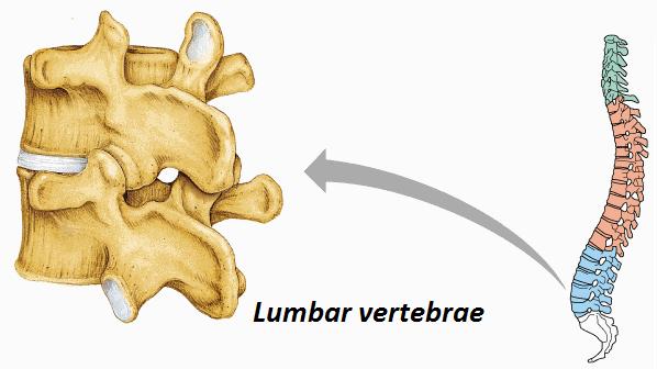 és vaskos. A processus spinosusok hosszúak, lefelé állnak. Oldalnyúlványaikban vertebralis erek nincsenek. (2. ábra) [13] (2.