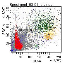 Gyulladásos sejtek CD45 festék felhasználásával összleukocitaszám meghatátozása Gyulladásos sejtek és citokin tartalom Cytokine tartalom Cytokine meghatározás CBA