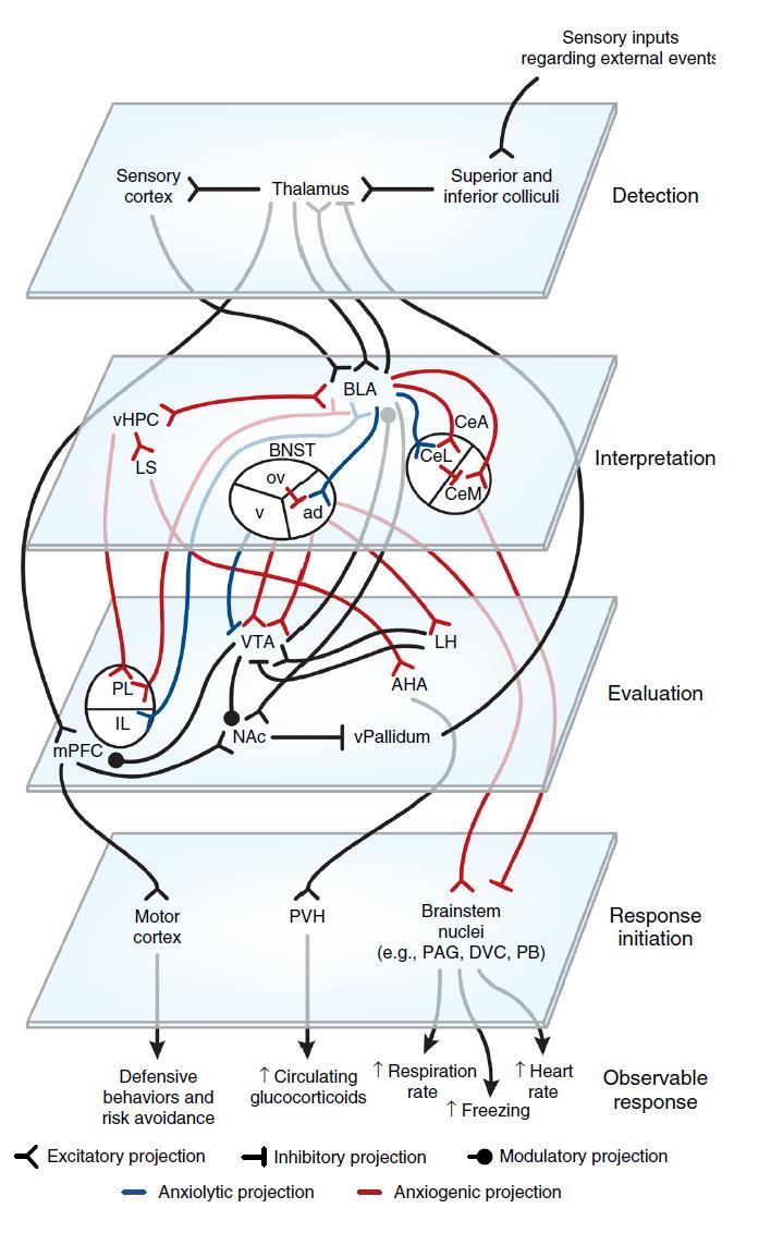 A szorongás idegrendszeri mechanizmusai Környezeti ingerek érzékelése BLA: fő input régió Környezeti ingerek veszélyesek-e BLA: neutrális ingerek besorolása : pozitív/negatív valencia jutalmi/félelmi