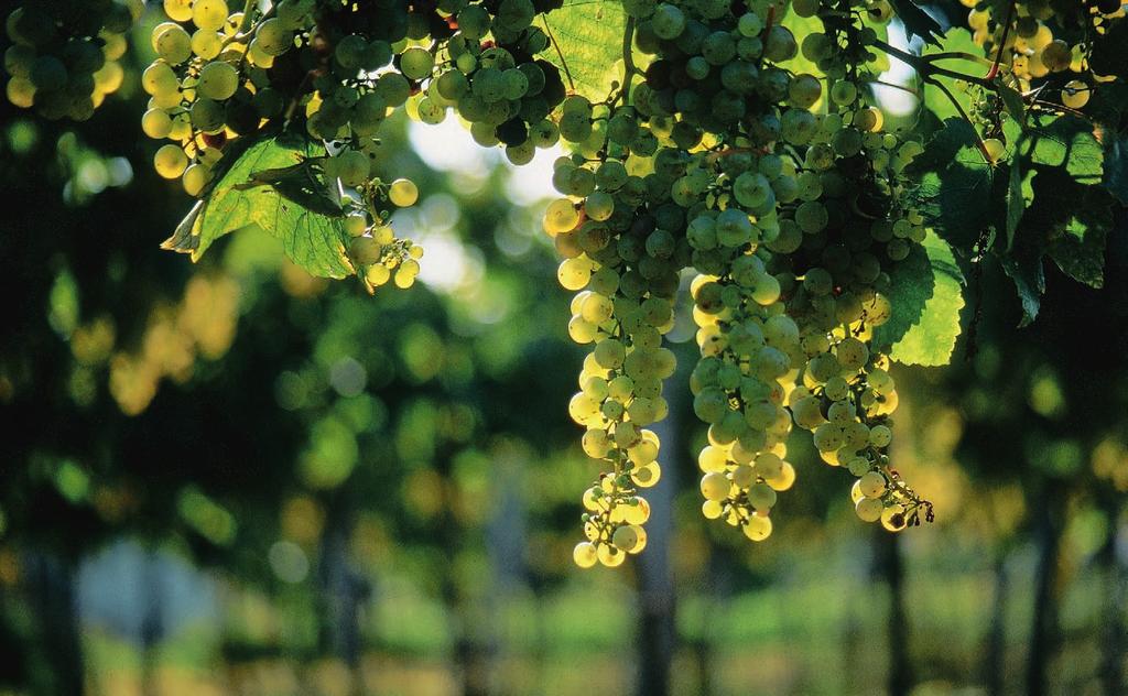 Barangolás Bacchus földjén TOKAJ, VILÁGÖRÖKSÉG Hárslevelű Fotók: Bianca Otero Legkiválóbb fehérbor-termelő tájegységünk Tokaj.