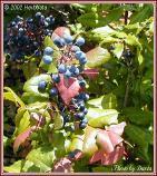 Berberis aquifolium: gyümölcséből