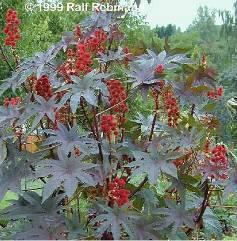 Ricinus