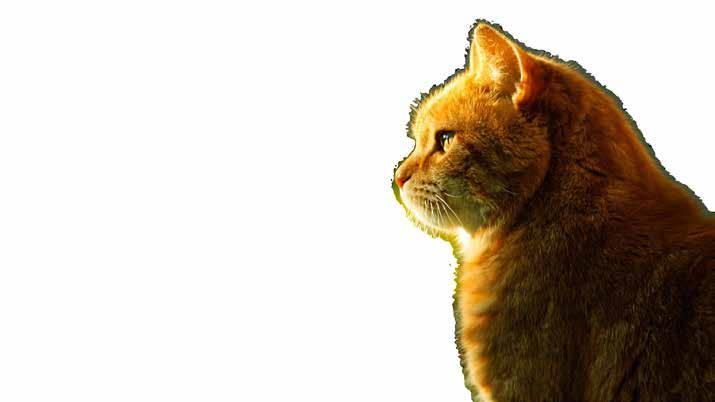 Javallatok: Macskák aktív immunizálásra a panleukopenia vírus okozta betegség