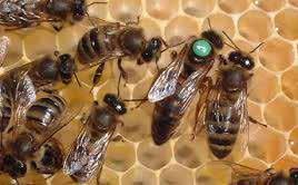 Nagy István A méhanya A méhanya a méhcsalád legfontosabb egyede, a méhészek a család motorjának nevezik, jogosan. Az anya jelenléte, milyensége döntő a család és a méhész számára is.