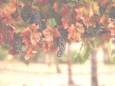 Az egri borvidék specialitása Az Egri bikavér több különböző vörös bort adó szőlőfajta meghatározott arányú keveréke mustjának erjesztése eredményeként nyert sötét vörös, testes, lágy, mérsékelten,