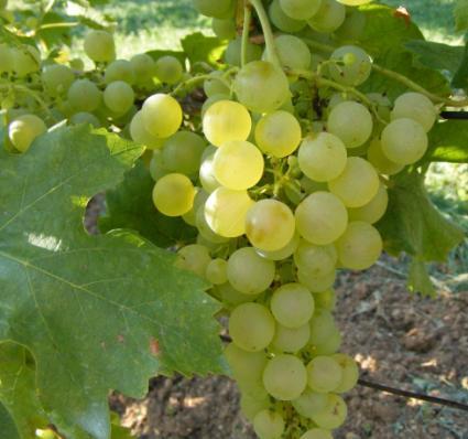 Csemegeszőlő A friss szőlőt gyümölcsként fogyasztjuk.