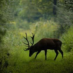 Gímszarvas (Cervus elaphus) Duna Dráva