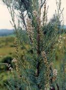 csermelyciprus, a tamariska rokona, pirosas