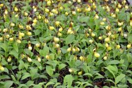 Igazgatóság VI. védett növények papucskosbor (Cypripedium calceolus) kipusztulással fenyegetett Igazgatóság VII.