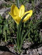 vetővirág (Sternbergia lutea) Állatfaj