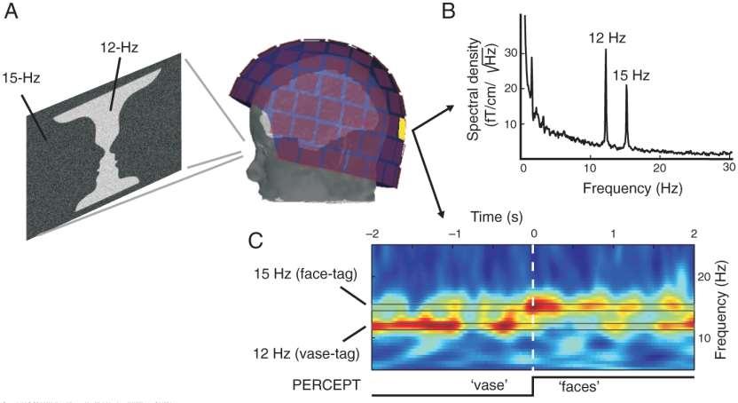 PERCEPTUÁLIS VÁLTÁS MEG VIZSGÁLATA An example of frequency tagging. (A) The Rubins vase/faces figure used as the stimulus.