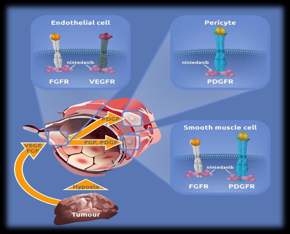 A nintedanib hatásmechanizmusa Orális angiokinase inhibitor Célozza a VEGFR 1 3, FGFR 1 3, and PDGFR α/β és RET útvonalat Jól kombinálható: Docetaxel Pemetrexed Paclitaxel/carboplatin