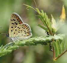 Környezetvédelmi kezdeményezések, biodiverzitás és természetvédelem / Environmental initiatives, biodiversity and nature protection 59 SH/4/12 Közösségi jelentőségű, illetve védett és fokozottan