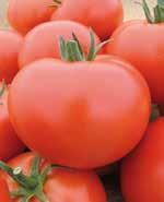 paradicsom KECSKEMÉTI JUBILEUM PARADICSOM TOMATE RAjCIAK PARADAjz UNO PARADICSOM TOMATE RAjCIAK