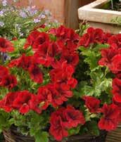 PELARGONIUM