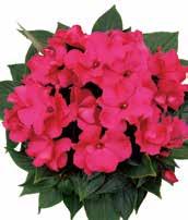 IMPATIENS