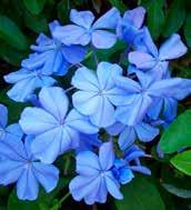 PLUMBAGO GO-GO