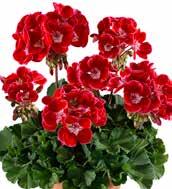 PELARGONIUM