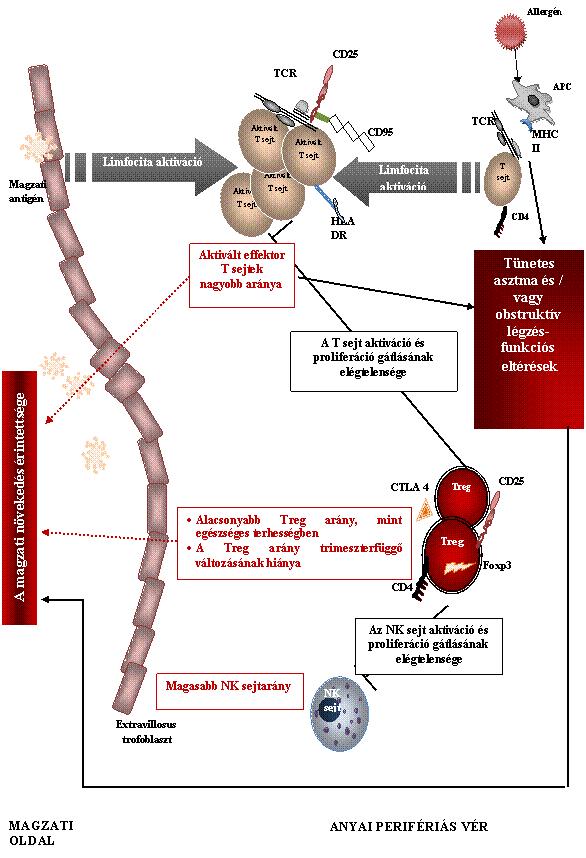 48. ábra: Az immuntolerancia celluláris mechanizmusainak sérülése asztmával szövődött terhességben (piros nyilak, 53);