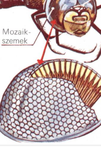 Optikai kivitelben a golyó felülete felel meg a normál optikai egér által nézett alátétnek. A golyón olyan minta van, amely segíti az elfordulás jobb leolvasását.