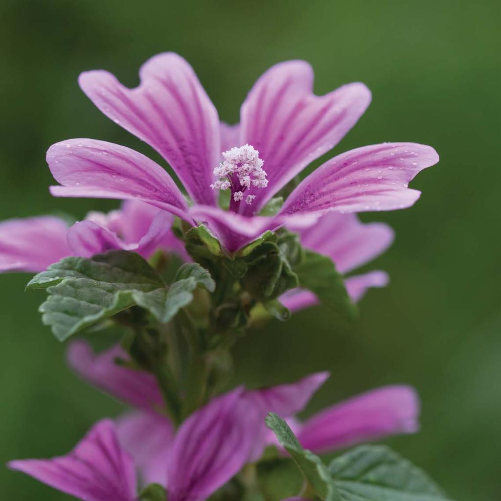 Erdei mályva (Malva sylvestris, papsajt) A legősibb haszonnövények közé tartozik. Az ókorban zöldségként használták. Fiatal leveleit a spenóthoz hasonlóan főzeléknek készítették el.