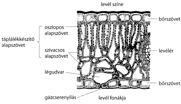 Tavasszal a növények vízfelvétele nagyobb, így a kambium tavasszal tág üregű faelemeket hoz létre (ezek világosabbak), később mind szűkebb üregűeket, ősszel a legszűkebbeket (ezek sötétebbeknek