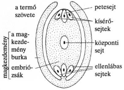 Az auxinon kívüli egyéb növényi hormonok: Az etilén (etiléngáz) is növekedésgátló és serkenti a gyümölcsök érését. Gibberellinek a sejtek megnyúlását serkentik. A növényi szár megnyúlását fokozzák.