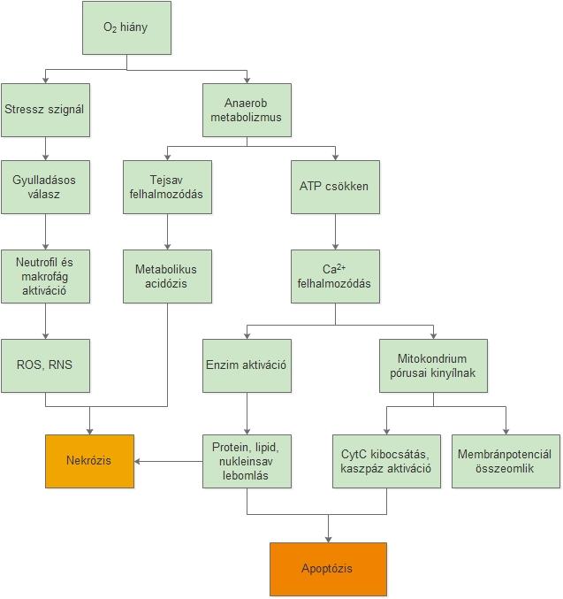 3. ábra: Az iszkémiás kaszkád.