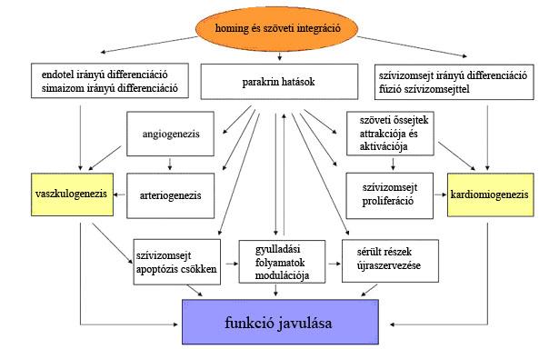 1.2.3 Az őssejtkezelések hatásmechanizmusa Az őssejtkezelések során tapasztalt jótékony hatásban valószínűleg több folyamat vesz részt.