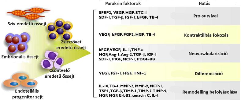 1.2.3.1 Parakrin hatások Az őssejtek számos parakrin hatású molekulát szekretálnak (6.