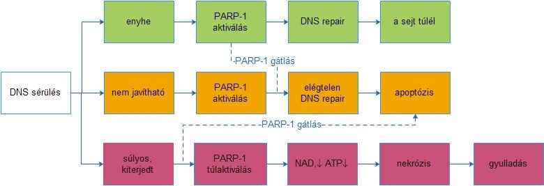 8. ábra: A PARP-1 szerepei DNS károsodásban [263] alapján.