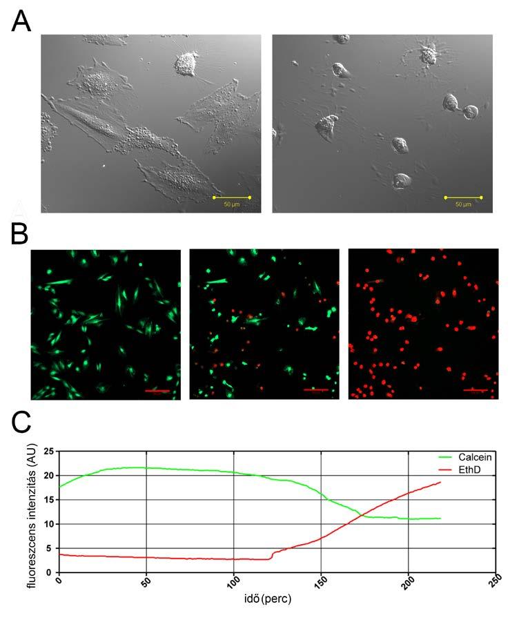 fluoreszcens festékekkel egészítettük ki (calcein-am és ethidium-homodimer).