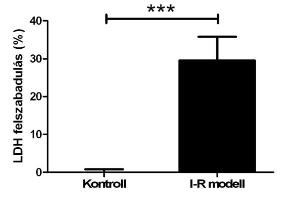 Az iszkémia-reperfúzió modell a médiumból mért LDH-szint szignifikáns emelkedéséhez vezetett (29.58±6.21%) a kezeletlen kontrollhoz (0.00±0.81%) képest (24. ábra). 24.
