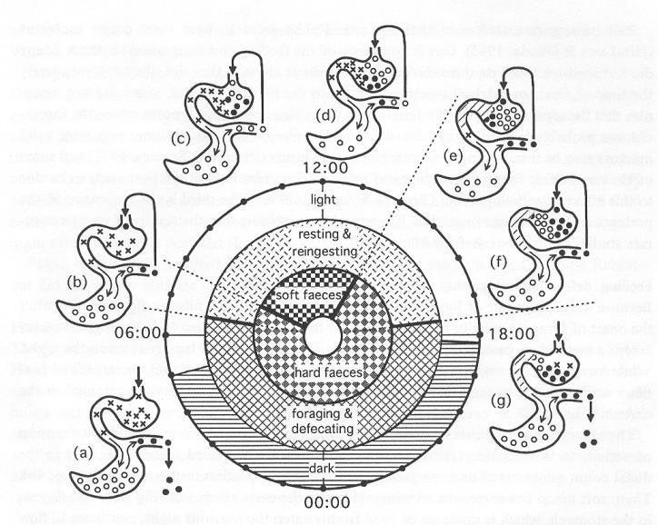 Koprofágia és Cökotrófia, (Hirakawa, 2001) x friss táplálék, üres kör lágy hullaték, tele kör kemény