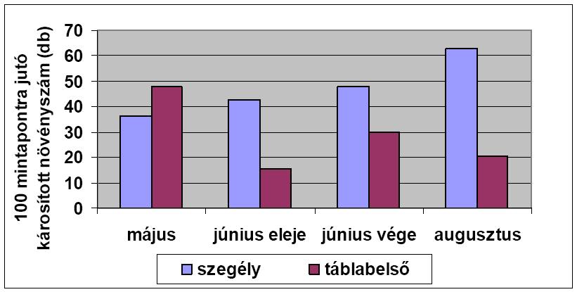 vadkár napraforgóban