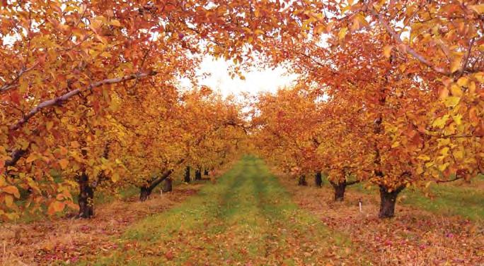 22 Őszi lemosó permetezés gyümölcsösökben Az ôszi idôszak egyik legfontosabb növényvédelmi teendôje a lemosó permetezés, amelyet érdemes körültekintôen elvégezni.