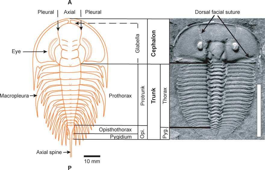 Olenellus A