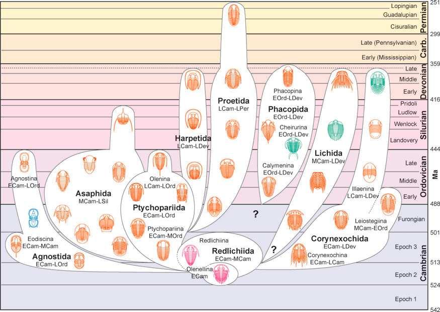 Trilobiták evolúciója