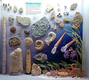 bentosz: Trilobita zátony: Tabulata és Rugosa korall,