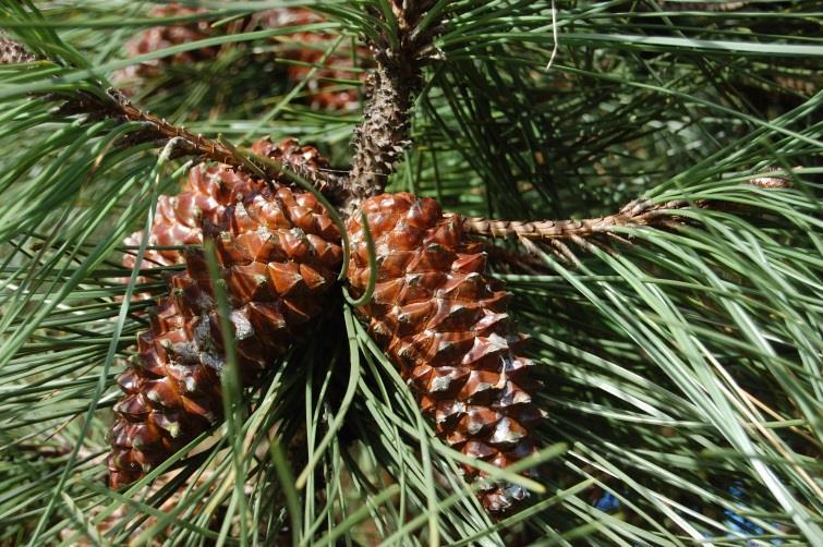 Pinus pinaster tengerparti fenyő Drogrészek: hajtásrügy, ág, gyanta, illóolaj