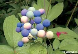 Mastodynon tabletta (homeopátiás gyógyszer) Vitex agnus cas (Agnus castus) Ø 162,0 mg-jából nyert szárazanyag Caulophyllum