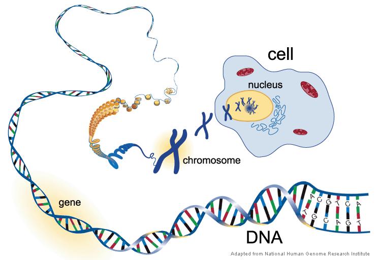 Egy kis biológia A genetikai örökítőanyag kódolása Kromoszóma